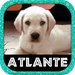 ATLANTE CANI